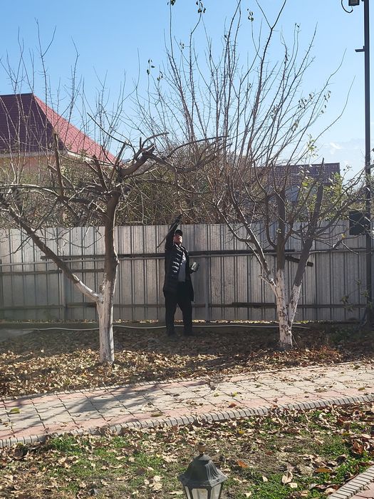 Обрезка плодовых деревьев