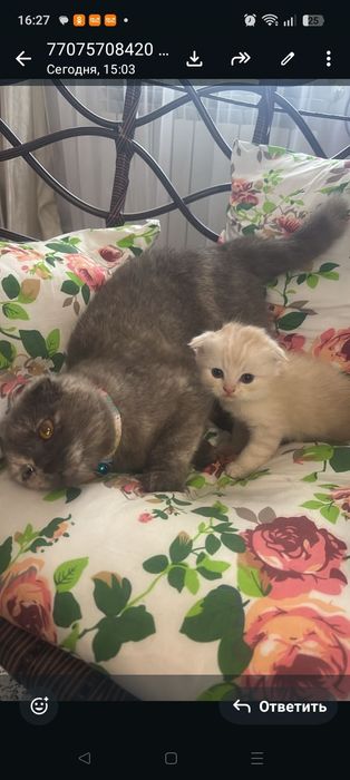 Кошки , милые кошки
