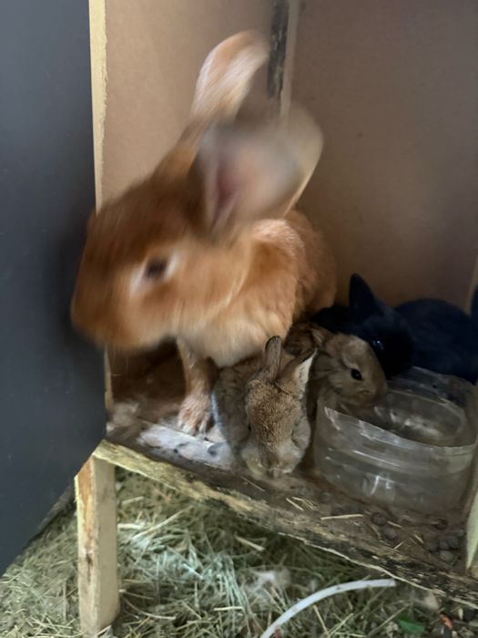 Кролики разных парод