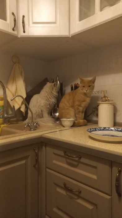 Отдаются котики бесплатно