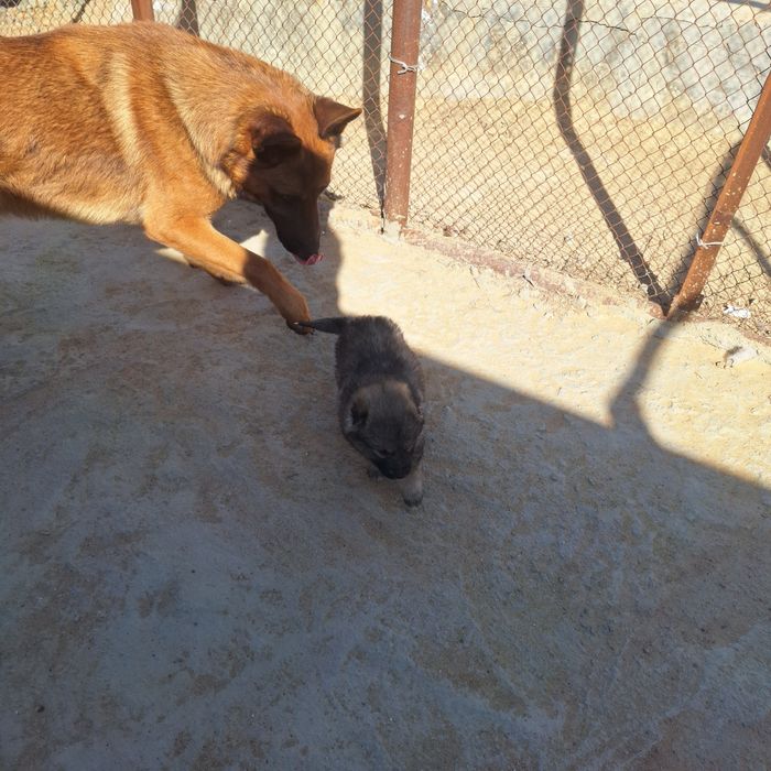 Кушик щенок смесь