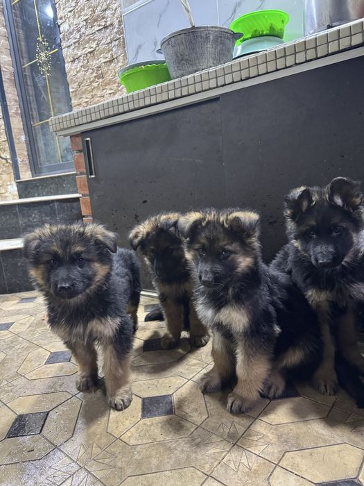 Щенки немецкой овчарки