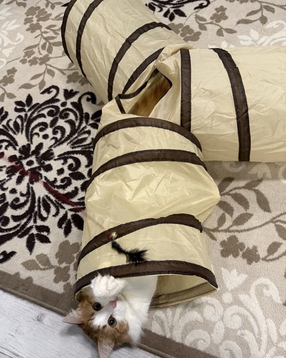 Отдам кота в добрые руки