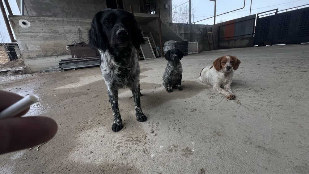 Бретонский эпаньол охотничья собака