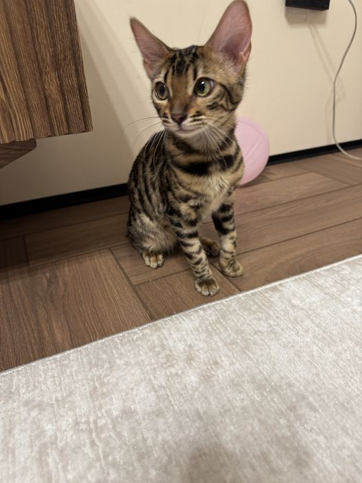 Котенок бенгал 4 месяца, девочка