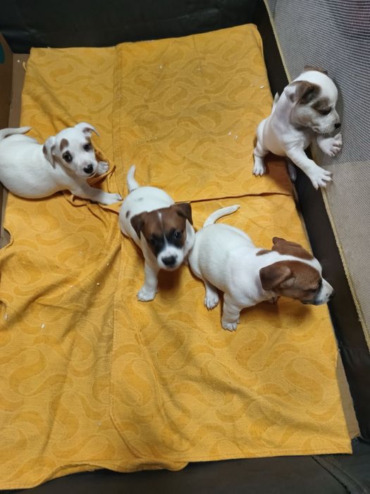 Джак Ръсел мини