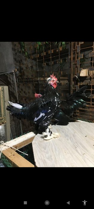 Японский кораздар сатылады