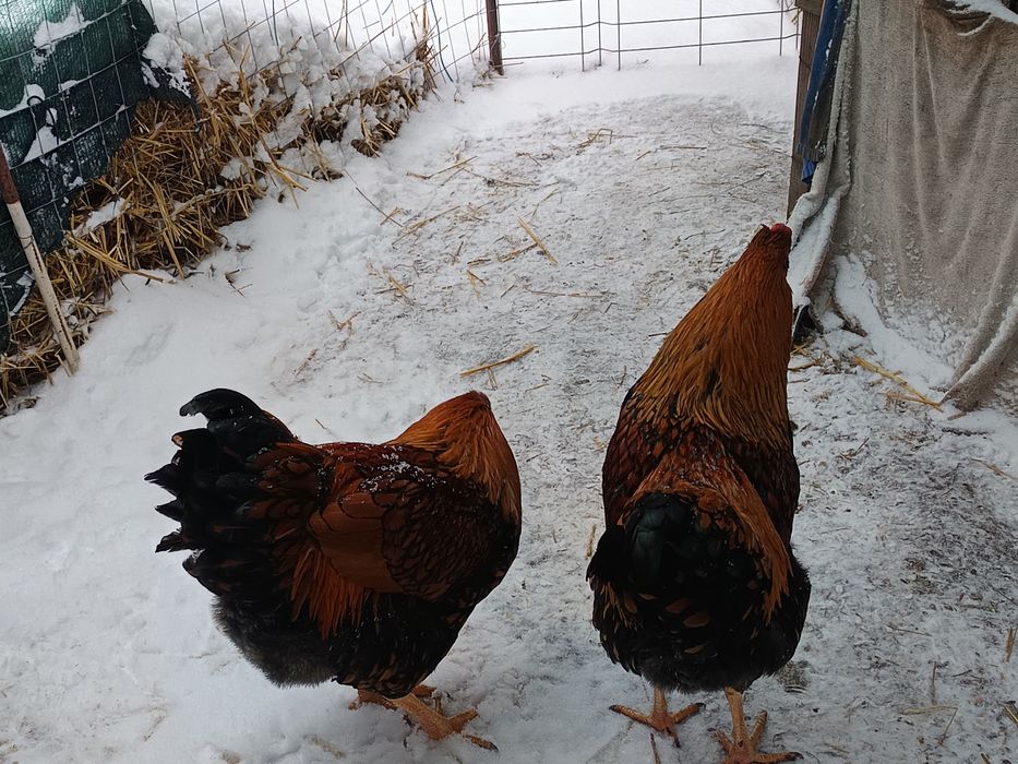 Cocoși  wyandote GSG - 7 luni