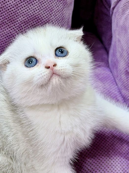 Шотланский Скоттиш Фолд! Шиншилла Серебро!