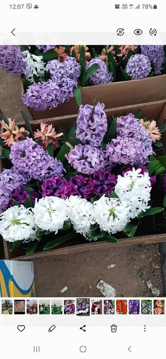 Циклама, зюмбюл, иглика