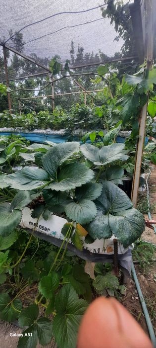 Клубника  сорт Сирия