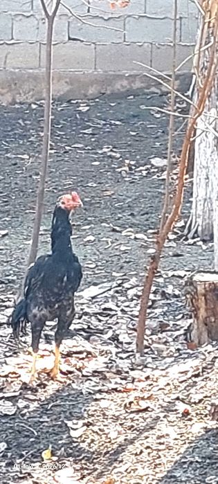 Даканлар ва  жерс