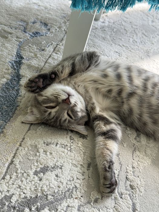 Шотландская вислоухая