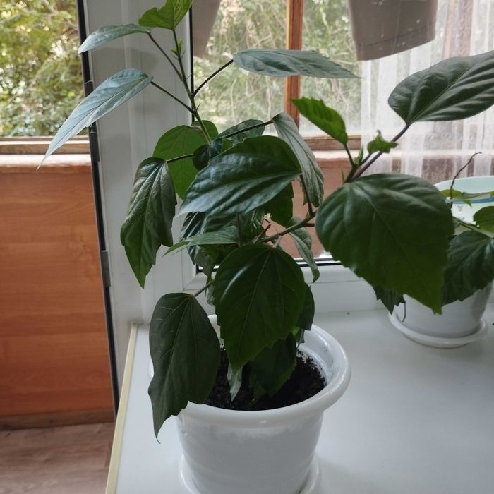 Продам домашние цветы