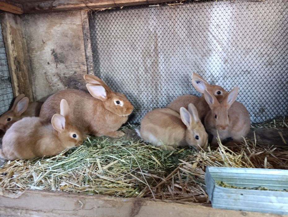 Burgun quyon bolalari sotiladi