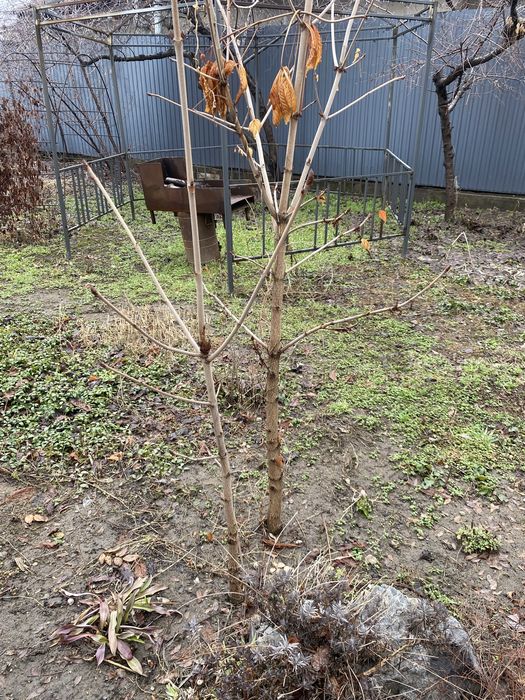 Продам деревья каштана