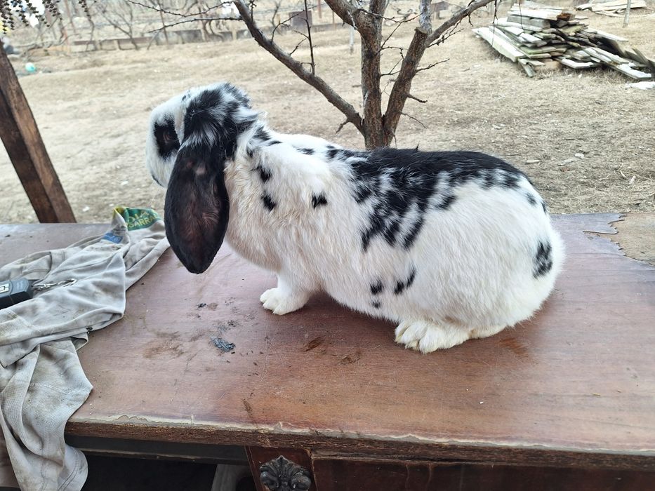 Iepure femela la 5.6 kg