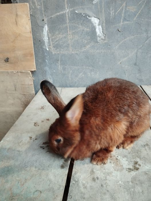 Jaydari quyonlar " Burgundiskiy " 1.5 yosh  8 oylik va 6 oylik