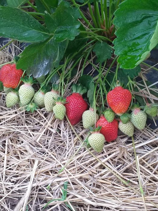 Разсад за ягоди 0.25€ целогодишни сезони и други само сега разполагаме