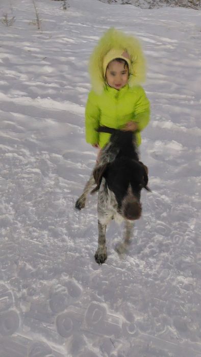 Пропал дратхаар в районе почтовой (Тайвань)