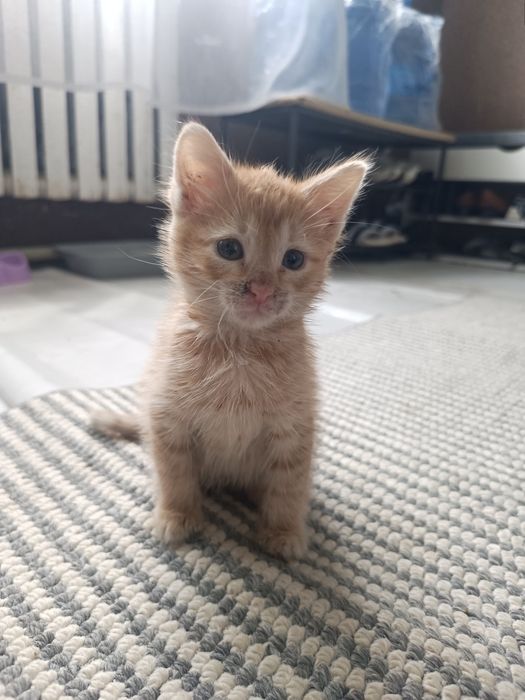 Отдам котенка мальчика добрые руки