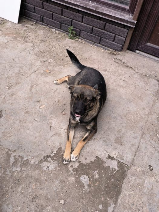 Собака в хорошие руки