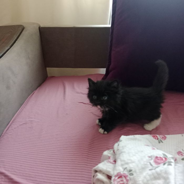 Отдам котят в хорошие руки