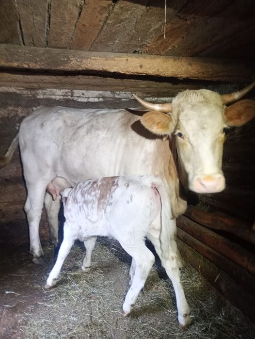 De vanzare junincă la prima fatare