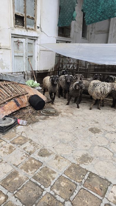 Куйлар сотилади..