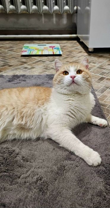 Котик ищет любящий дом