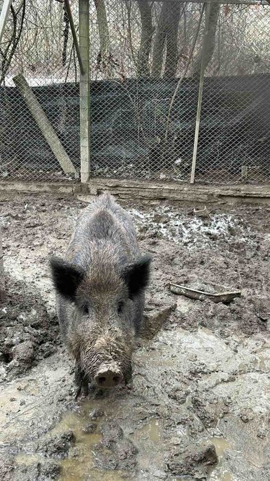 Продавам диво прасе