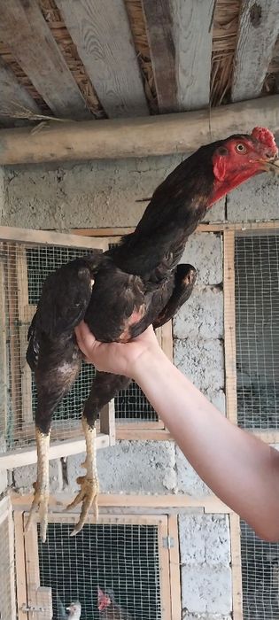 kulangi koreys 8 oylik