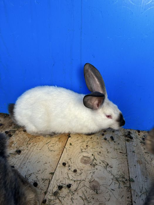 Vind iepuri urias  german de transilvsnia