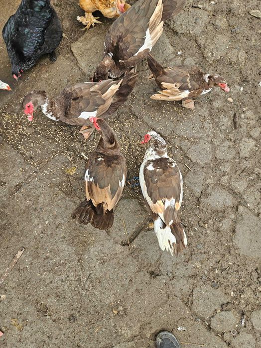 Rate mute ciocolatii