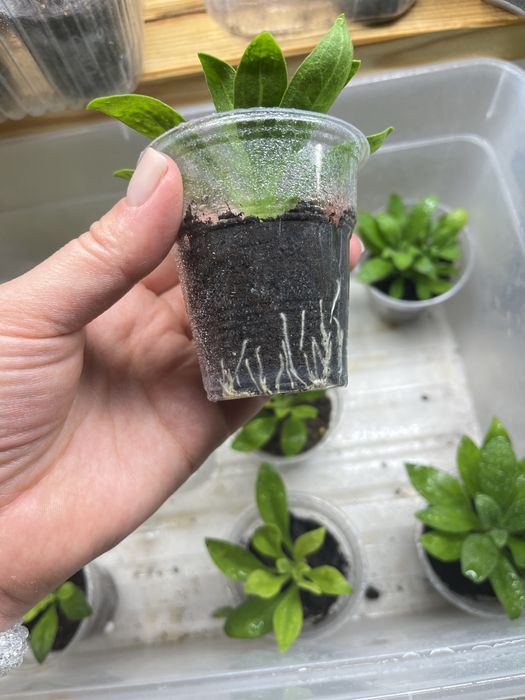 Остеоспермум остик