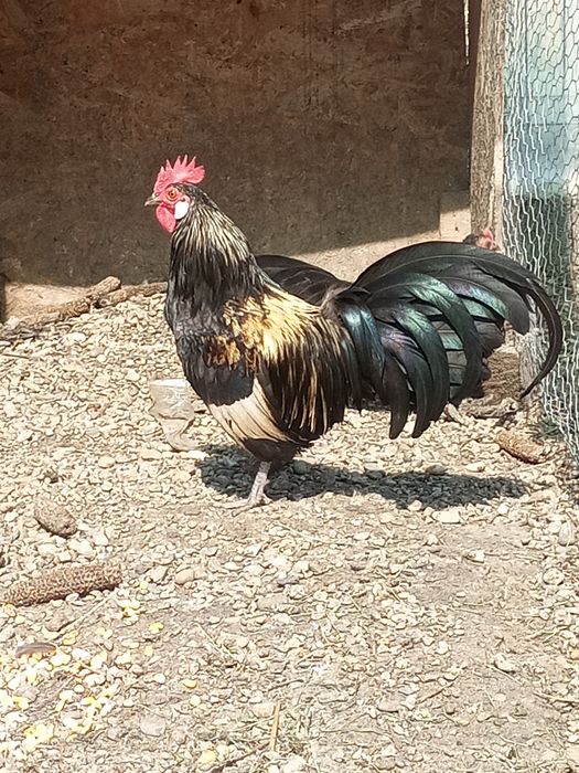 Pereche Phoenix 1+1