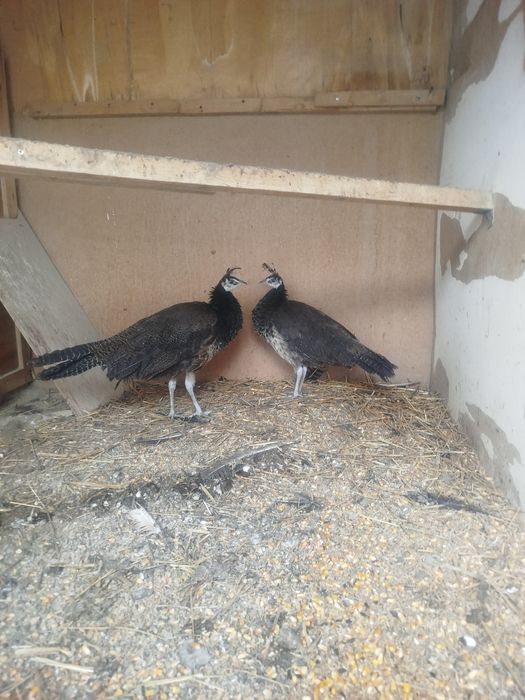 Павлины самки продам