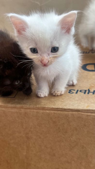 Отдам котят в добрые руки