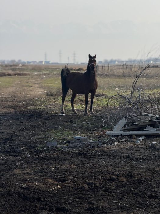 Бие байтал кобыла