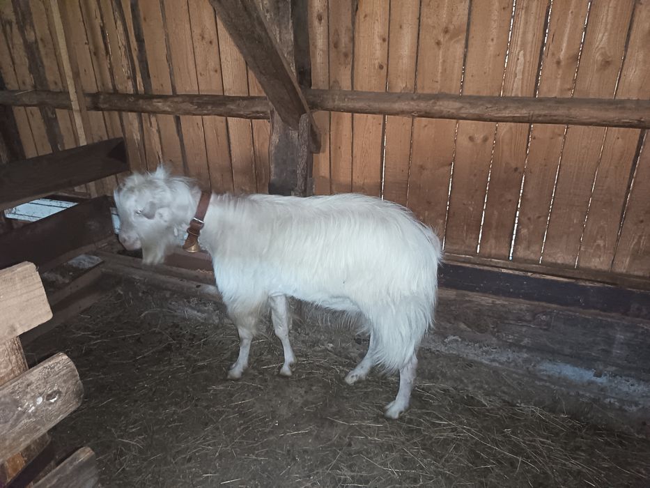 Vând țap de un an!