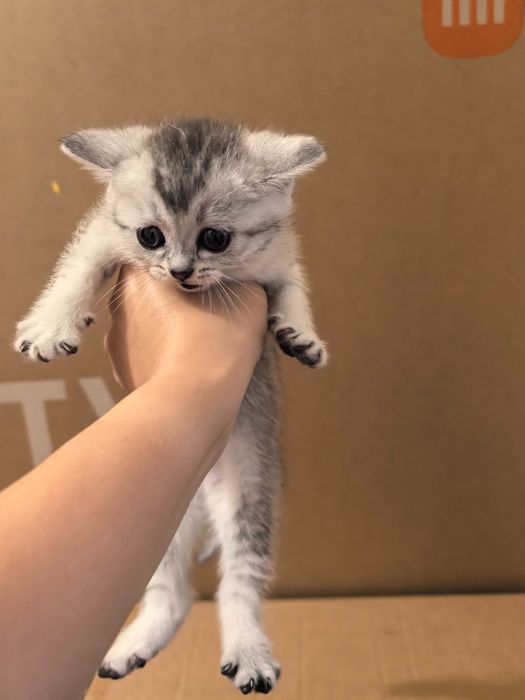 Продам котят породистые