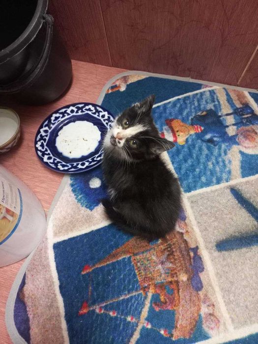 Котенок в добрые руки