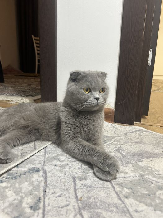 зооняня для животных