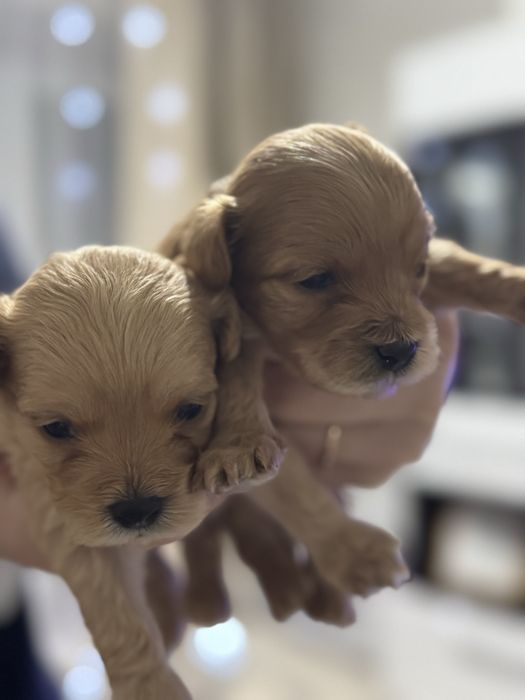 Щенки мальтипу ф1