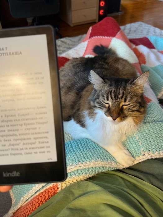 Домашно коте търси нов дом