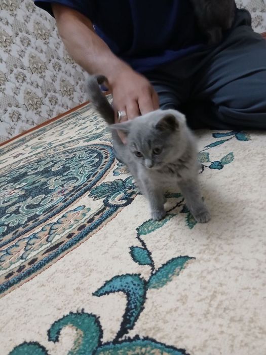 мушук тоза зотли