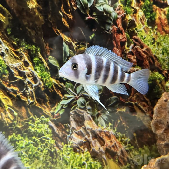 Akvarium 250 L + tumba, filtr va barcha jihozlari bilan