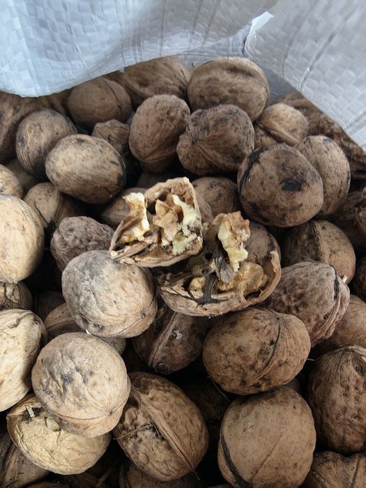 Nuci de vânzare f bune