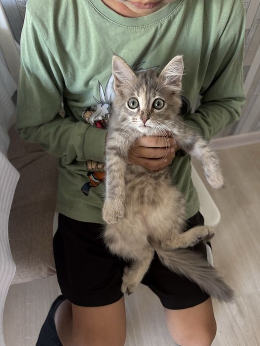 Котенок котята котёнок