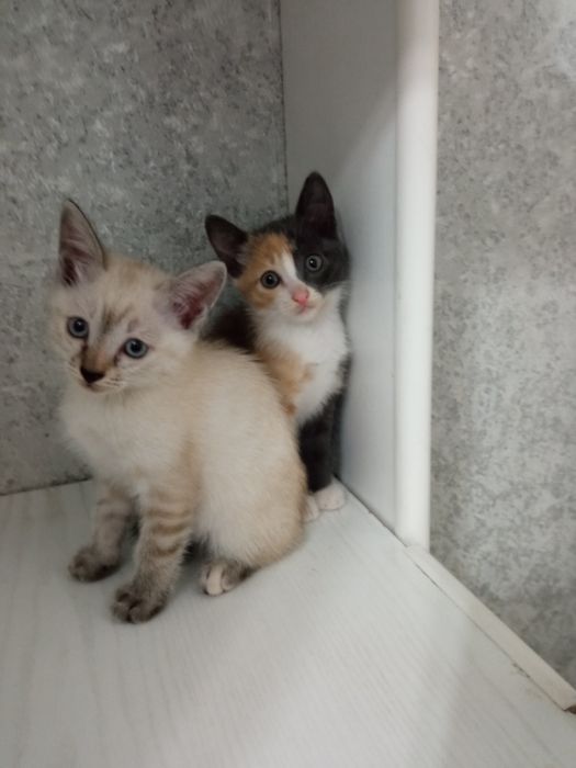 Отдам котят в добрые руки